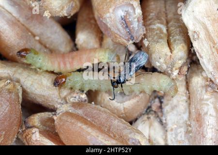 Habrobracon Hebetor est une petite guêpe de la famille des Braconidae qui est un ectoparasitoïde de la teigne d'Indianmeal (Plodia interpunctella). Banque D'Images