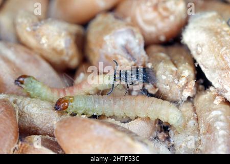 Habrobracon Hebetor est une petite guêpe de la famille des Braconidae qui est un ectoparasitoïde de la teigne d'Indianmeal (Plodia interpunctella). Banque D'Images