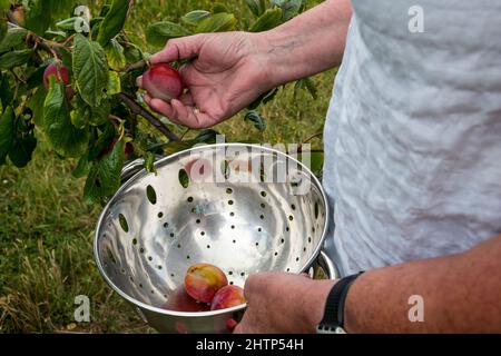 Femme cueillant des prunes d'un arbre dans son jardin dans une passoire. Banque D'Images