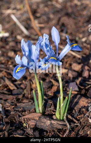 Iris reticulata 'Alida' plante à fleurs bulbeuses d'hiver du printemps avec une fleur de printemps bleue et jaune en février, photo de stock Banque D'Images