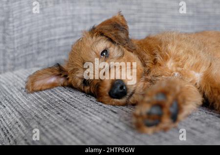 mignon chien de terrier irlandais sur le canapé à la maison Banque D'Images