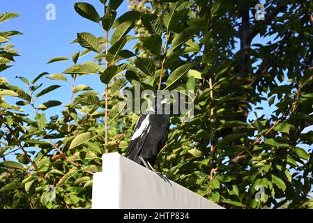 Magpie australienne femelle assise au sommet d'un panneau au crépuscule, avec un arbre vert verdoyant en arrière-plan, l'oiseau regardant au loin Banque D'Images