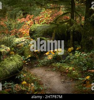 Un chemin menant à la mousse couverte de vieux bois d'arbre sur un plancher de forêt entouré de couleurs d'automne brillantes. Banque D'Images