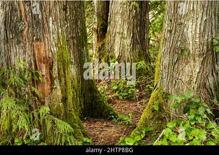 Les quelques pieds inférieurs de trois grands troncs d'arbres dans une forêt tropicale de la côte du pacifique. Banque D'Images
