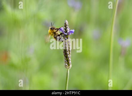 L'abeille pollinise la fleur un jour d'automne Banque D'Images