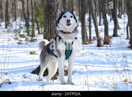 Jeune husky sibérien regardant loin sur fond de neige Banque D'Images