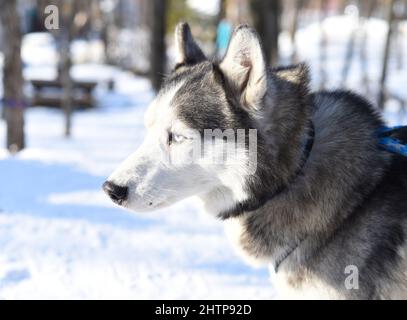 Jeune husky sibérien regardant loin sur fond de neige Banque D'Images