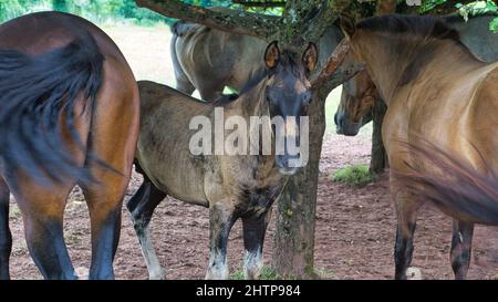 Chevaux vus sur un chemin d'élevage de chevaux tout en randonnée en vacances. Le foal semble interesiert au spectateur. Animal tiré en été Banque D'Images