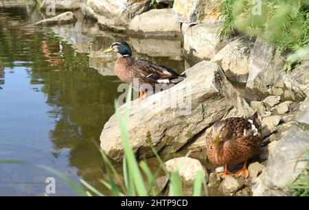 Canard colvert mâle au repos ion une pierre Banque D'Images