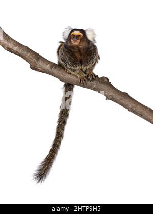 Mignon singe marmoset commun alias Callithix jacchus, assis face à l'avant sur la branche. Regarder à côté et à l'écart de l'appareil photo avec la queue pendante. Isola Banque D'Images