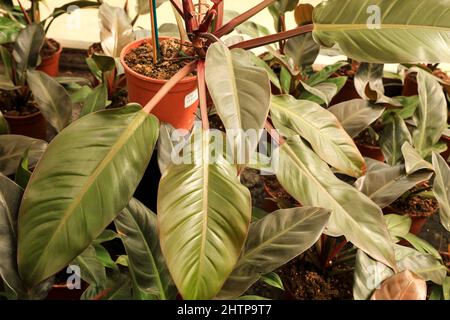 Plantes impériales colorées de Philodendron dans le jardin Banque D'Images