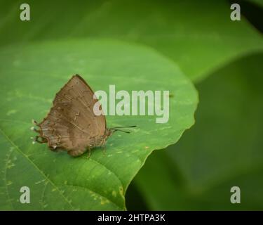 Magnifique papillon himalayan assis sur une feuille verte . bleu acacia commun ( surendra quercetorum ) . Banque D'Images