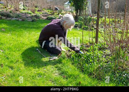 Femme âgée s'agenouillant autour des buissons de framboise Cannes dans le jardin hiver février 2022 Carmarthenshire pays de Galles Royaume-Uni Grande-Bretagne KATHY DEWITT Banque D'Images