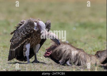 Vulture à dos blanc (Gyps africanus) manger à partir d'une carcasse plus sauvage sur la savane, parc national de Serengeti, Tanzanie. Banque D'Images