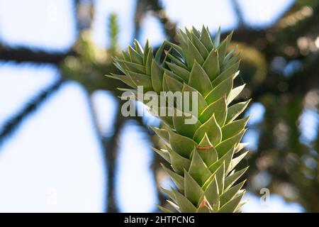 Arbre de singe, Araucaria araucana Banque D'Images