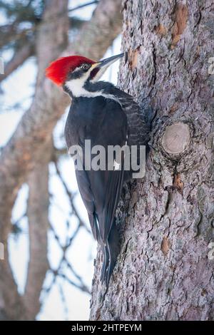 Ce pic est un visiteur quotidien de ma station d'alimentation d'oiseaux à notre domicile dans la campagne de Door County Wisconsin. Banque D'Images