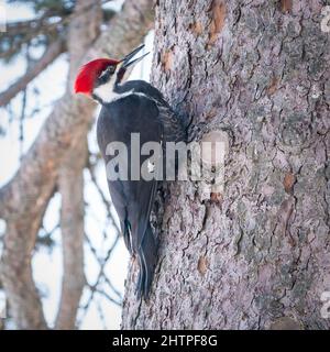 Ce pic est un visiteur quotidien de ma station d'alimentation d'oiseaux à notre domicile dans la campagne de Door County Wisconsin. Banque D'Images