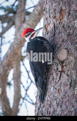 Ce pic est un visiteur quotidien de ma station d'alimentation d'oiseaux à notre domicile dans la campagne de Door County Wisconsin. Banque D'Images