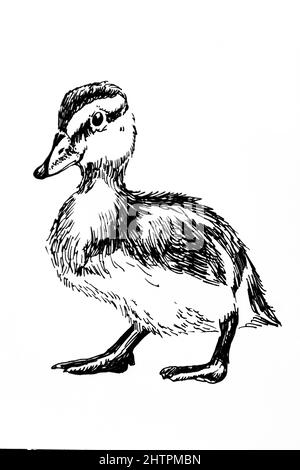 Illustration dessinée à la main de canard, stylo à encre noire Banque D'Images