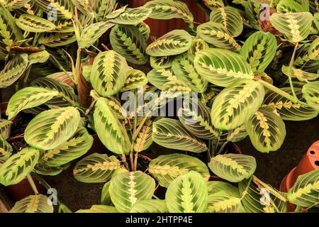 Plantes colorées de Maranta Leuconera dans le jardin Banque D'Images