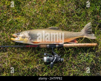 Staloluokta, Norrbotten, Suède, Agust 13, 2021 : capture de trophées de gros poissons.L'omble ou charr arctique, Salvelinus alpinus, est situé sur la végétation verte à côté Banque D'Images