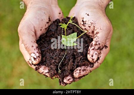 Le début de la nouvelle vie. Grenaille de mains tenant une plante germée dans le sol. Banque D'Images