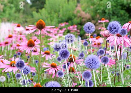 Chardon de globe aux échinops bleues, Echinacea 'Pink Parasol' et Echinacea pallida 'pâle pourpre' en fleur Banque D'Images