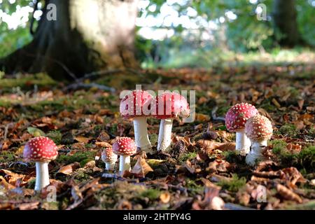 Champignons agariques à capuchon rouge et blanc en bois de hêtre. Banque D'Images