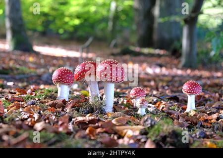 Champignons agariques à capuchon rouge et blanc en bois de hêtre. Banque D'Images