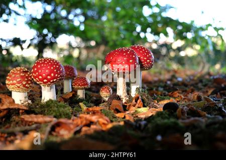 Champignons agariques à capuchon rouge et blanc en bois de hêtre. Banque D'Images