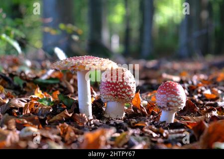 Champignons agariques à capuchon rouge et blanc en bois de hêtre. Banque D'Images