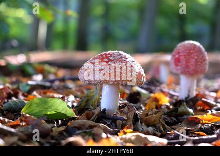 Champignons agariques à capuchon rouge et blanc en bois de hêtre. Banque D'Images