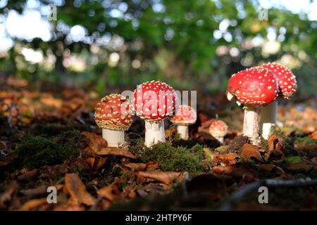 Champignons agariques à capuchon rouge et blanc en bois de hêtre. Banque D'Images