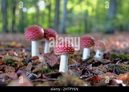 Champignons agariques à capuchon rouge et blanc en bois de hêtre. Banque D'Images