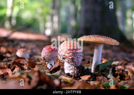 Champignons agariques à capuchon rouge et blanc en bois de hêtre. Banque D'Images