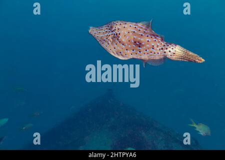 Un ménominé (Aluterus scriptus), sur l'épave de Kwarcit, sur la côte sud-ouest de Sal, au Cap-Vert. Banque D'Images