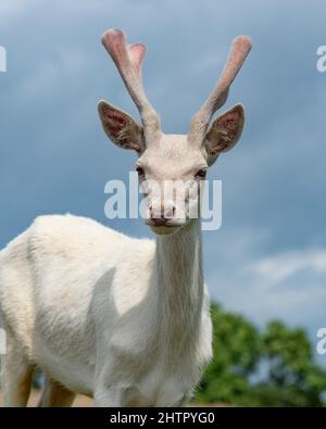 Cerf blanc rare Banque D'Images