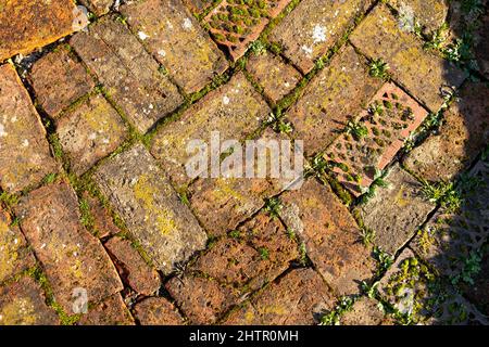 Vue de dessus détail du chemin ensoleillé de jardin couvert de briques rouges surcultivées avec de petites plantes vertes et de la mousse, en partie à l'ombre, copier l'espace Banque D'Images