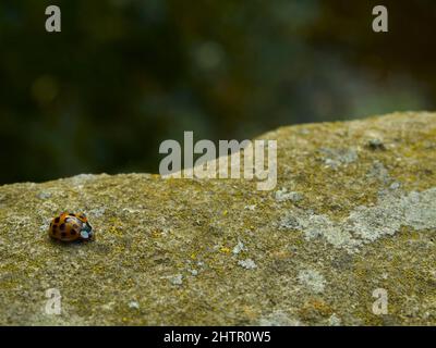 Un coccinelle explore le lichen sur la balustrade de pierre ensoleillée de Hampstead Viaduct. Banque D'Images