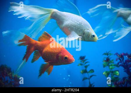 Poissons rouges et albinos dans un aquarium avec fond bleu Banque D'Images