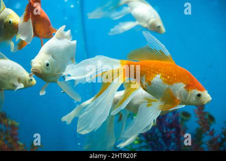 Poissons rouges et albinos dans un aquarium avec fond bleu Banque D'Images