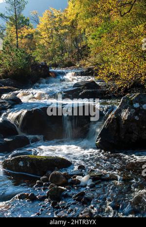 Rivière Cannich, Glen Affric, Écosse, qui coule dans les bois Banque D'Images