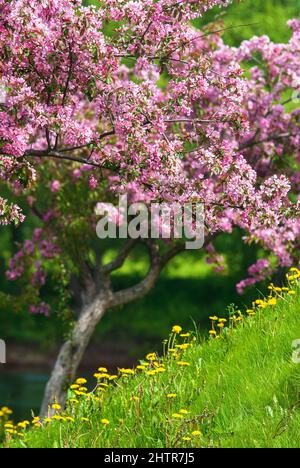 Crabe pommiers en pleine fleur, fleurs roses, fleurs de pissenlit jaune et herbe verte. Banque D'Images