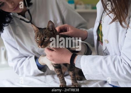 Équipe vétérinaire pour le traitement des chats malades, maintenir le concept de santé animale, hôpital animal Banque D'Images