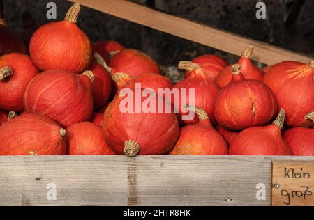 des squashs rouges dans un stand de marché mis en vente avec inscription allemande pour les grands et les petits Banque D'Images