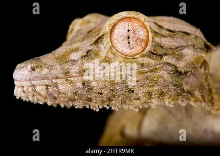 Gecko à queue de feuilles de Henkel (Uroplatus Henkel) Banque D'Images