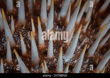 Le détail d'une étoile de mer de la Couronne d'épines, Acanthaster planci, montre les épines venimeuses que l'animal utilise pour la défense. Cette espèce se nourrit de corail. Banque D'Images