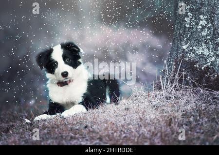 Border collie chiot en paysage d'hiver Banque D'Images