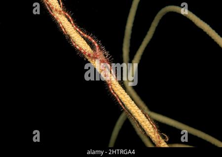 Ophiothrix purpurea, une étoile cassante à grains de rouge foncé, sur le corail du fouet, ordre des Alcyonacées. Photographié au large de l'île de Yap, États fédérés de Micrones Banque D'Images