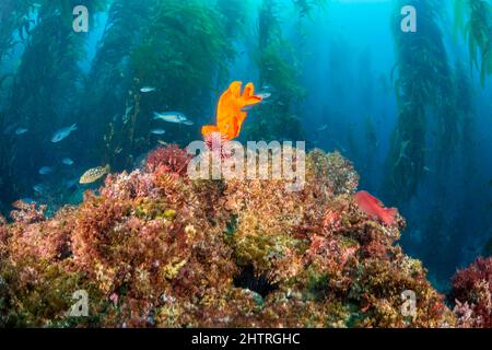 Le mâle garibaldi, Hypsypops rubicundus, est très territorial et est photographié ici dans une forêt de varech géant, Macrocystis pyrifera, enlevant une mer rouge Banque D'Images